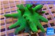 Lobophytum green body 8-12 cm WYSIWYG acclimaté