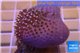 Sarcophyton erenberghi white polyps 4-6 cm WYSIWYG acclimaté