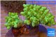 Sinularia short finger green 5-7 cm WYSIWYG acclimaté
