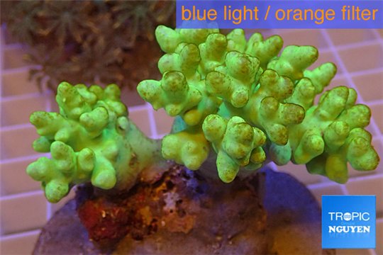 Sinularia short finger green 5-7 cm WYSIWYG acclimaté