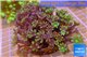 Clavularia papaya golden green 8-12 cm WYSIWYG acclimaté