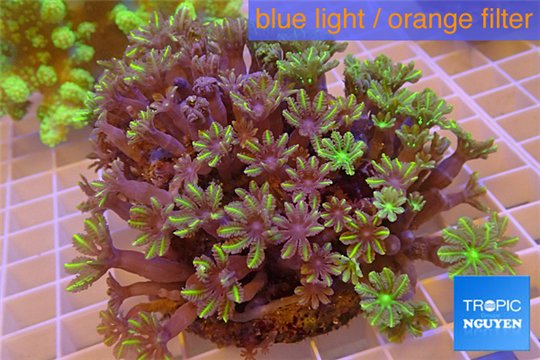 Clavularia papaya golden green 8-12 cm WYSIWYG acclimaté