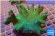 Lobophytum green body 8-12 cm WYSIWYG acclimaté