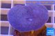 Sarcophyton erenberghi white polyps 4-6 cm WYSIWYG acclimaté