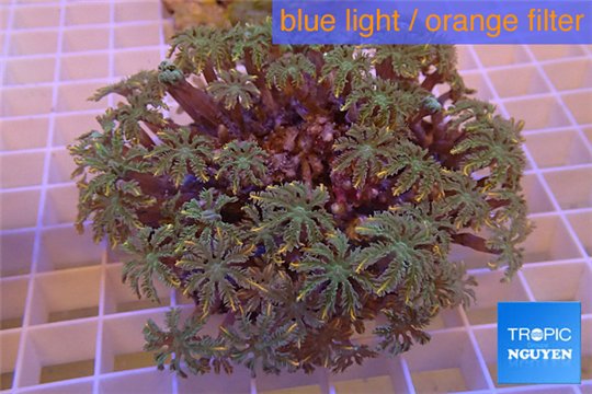 Clavularia papaya orange 8-12 cm WYSIWYG acclimaté