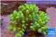 Sinularia short finger green 8-12 cm WYSIWYG acclimaté