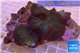 Rhodactis big leaf 10-15 cm WYSIWYG acclimaté