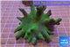Lobophytum green body 8-12 cm WYSIWYG acclimaté