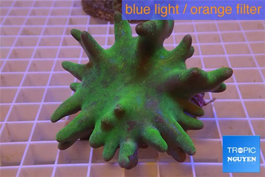 Lobophytum green body 8-12 cm WYSIWYG acclimaté
