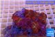 Discosoma red galaxy 9-15 cm WYSIWYG acclimaté