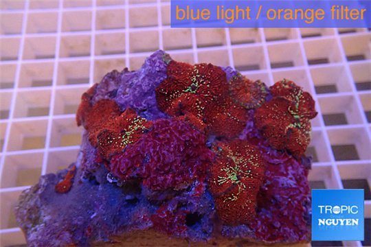 Discosoma red galaxy 9-15 cm WYSIWYG acclimaté
