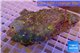 Rhodactis rainbow 8-12 cm WYSIWYG acclimaté