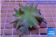 Lobophytum green body 8-12 cm WYSIWYG acclimaté