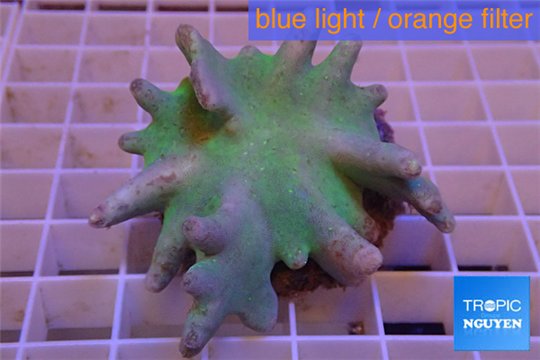 Lobophytum green body 8-12 cm WYSIWYG acclimaté