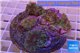 Ricordea yuma green purple 8-12 cm WYSIWYG acclimaté