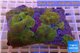 Rhodactis watermelon 7-10 cm WYSIWYG acclimaté