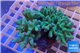 Sinularia short finger green 8-12 cm WYSIWYG acclimaté
