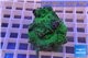 Pachyseris green 4-5 cm WYSIWYG acclimaté
