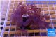 Xenia long polyps 7-11 cm WYSIWYG acclimaté
