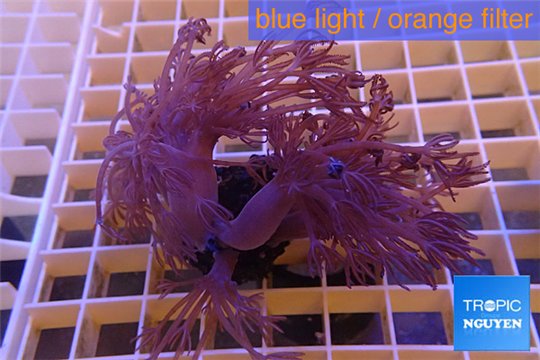 Xenia long polyps 7-11 cm WYSIWYG acclimaté
