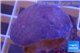 Sarcophyton erenberghi white polyps 4-6 cm WYSIWYG acclimaté