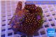 Zoanthus garden mixed color 8-12 cm WYSIWYG acclimaté