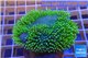 Sarcophyton green polyps 4-6 cm WYSIWYG acclimaté