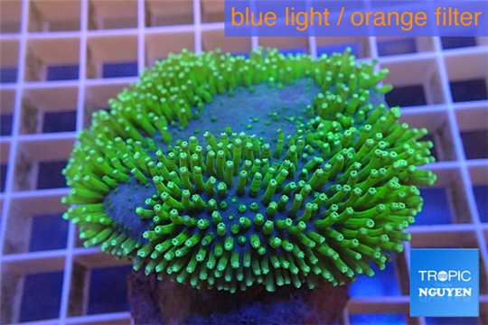 Sarcophyton green polyps 4-6 cm WYSIWYG acclimaté