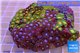 Zoanthus garden mixed color 8-12 cm WYSIWYG acclimaté