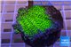 Montipora green & purple polyps 4-5 cm WYSIWYG acclimaté