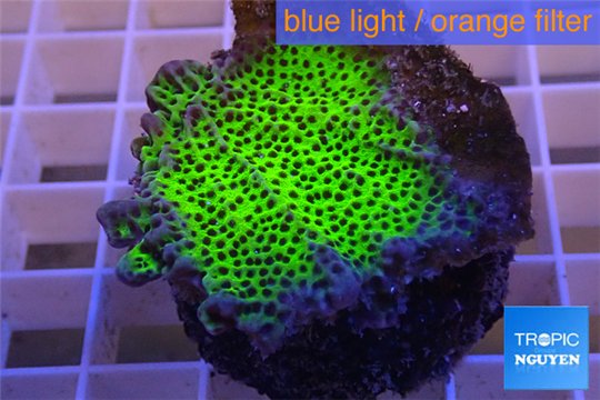 Montipora green & purple polyps 4-5 cm WYSIWYG acclimaté