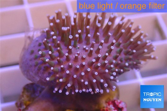 Sarcophyton erenberghi white polyps 4-6 cm WYSIWYG acclimaté