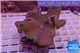 Sarcophyton full neon green polyps Australia 7-14 cm WYSIWYG acclimaté