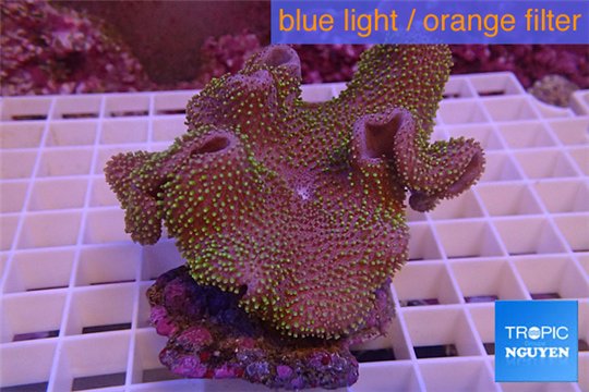 Sarcophyton full neon green polyps Australia 7-14 cm WYSIWYG acclimaté