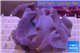 Sarcophyton long polyps 9-15 cm WYSIWYG acclimaté