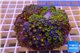 Zoanthus garden mixed color 8-12 cm WYSIWYG acclimaté