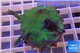 Montipora digitata green 4-5 cm WYSIWYG acclimaté