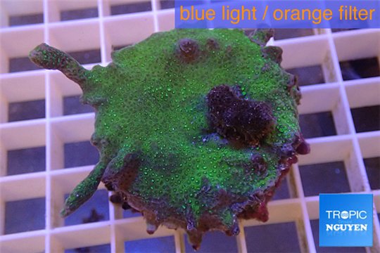 Montipora digitata green 4-5 cm WYSIWYG acclimaté