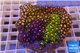 Zoanthus garden mixed color 8-12 cm WYSIWYG acclimaté
