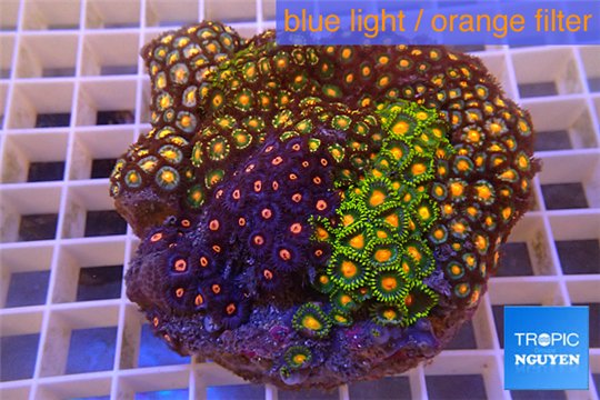 Zoanthus garden mixed color 8-12 cm WYSIWYG acclimaté