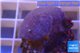 Sarcophyton erenberghi white polyps 4-6 cm WYSIWYG acclimaté
