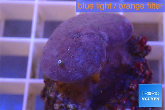 Sarcophyton erenberghi white polyps 4-6 cm WYSIWYG acclimaté