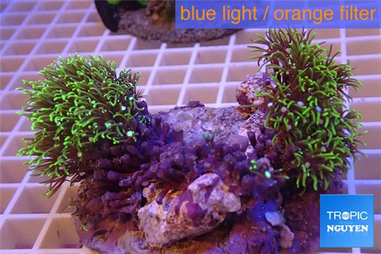 Pachyclavularia neon green 6-10 cm WYSIWYG acclimaté