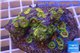 Zoanthus Fijii premium 8-12 cm WYSIWYG acclimaté