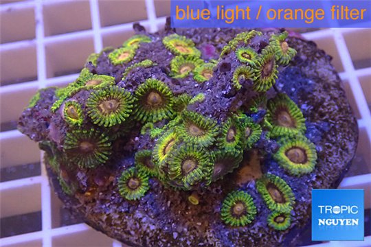 Zoanthus Fijii premium 8-12 cm WYSIWYG acclimaté