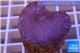 Sarcophyton erenberghi white polyps 4-6 cm WYSIWYG acclimaté