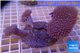 Sarcophyton long white polyps triple head 7-11 cm WYSIWYG acclimaté