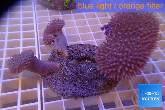 Sarcophyton long white polyps triple head 7-11 cm WYSIWYG acclimaté