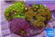 Zoanthus garden mixed color 8-12 cm WYSIWYG acclimaté