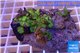 Zoanthus Fijii premium 8-12 cm WYSIWYG acclimaté